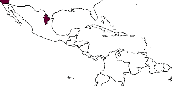 map of Cirrhencyrtus ehrhorni     (Timberlake, 1916)